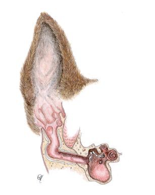 This ear (dog) is the same as ours